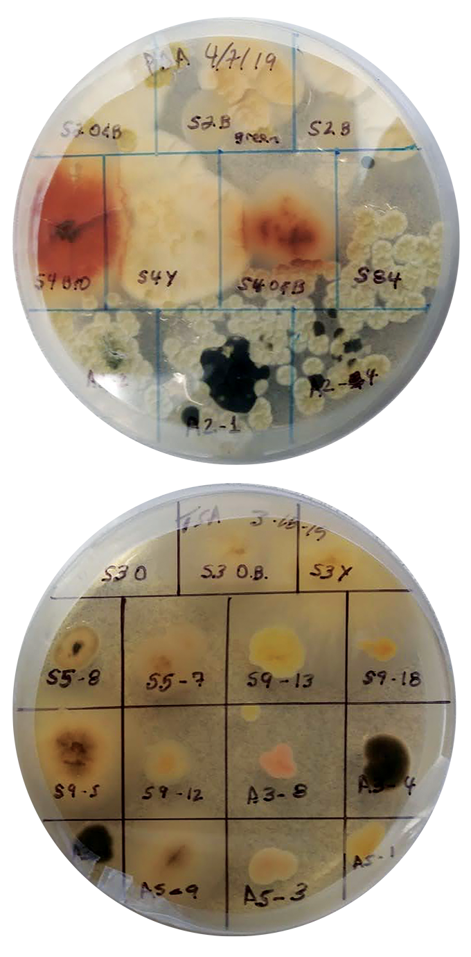 two petri dishes with smoke microbe samples