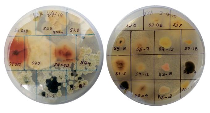 two petri dishes with smoke microbe samples