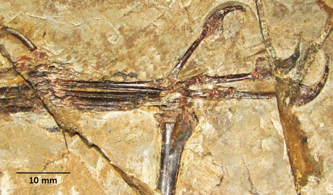 mano fossilizzata di 'Monkeydactyl'