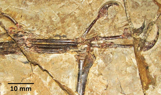 mano fossilizzata di 'Monkeydactyl'