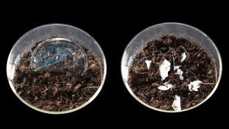 before and after images of dish of compost breaking down plastic
