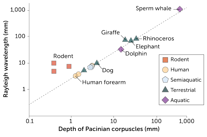 scatter plot of the ratio of Rayleigh wavelength to touch receptor depth in various mammals