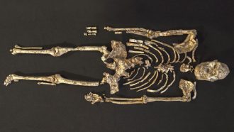 Little Foot hominid skeleton photographed from above