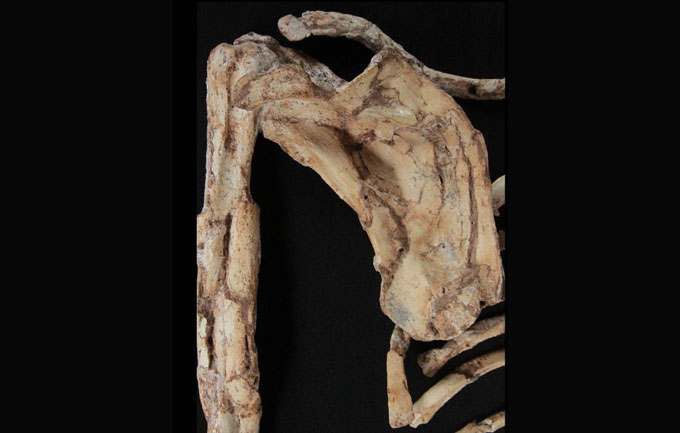 digital reconstruction of Little Foot's shoulder bones