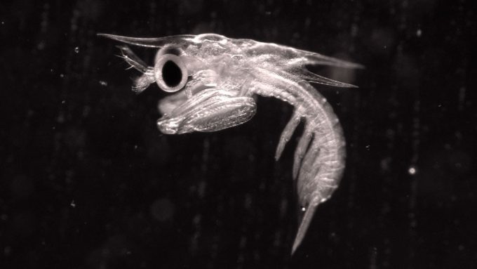 black and white image of a mantis shrimp larva