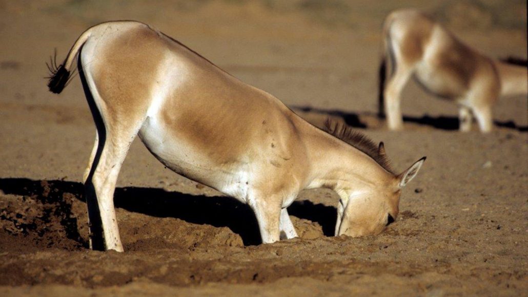 een kulan die een gat in de grond graaft