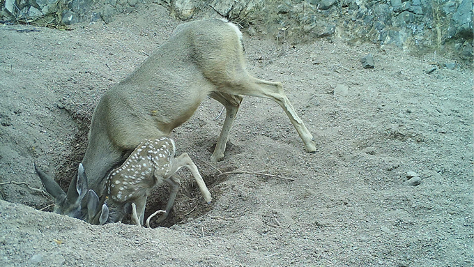 een hinde en een reekalf die zich voorover bogen om water te drinken uit een gat in de grond