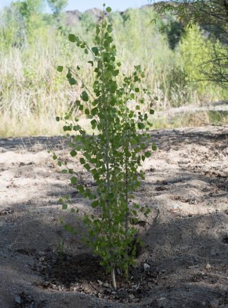 een foto van een kleine boom die in een gat groeit