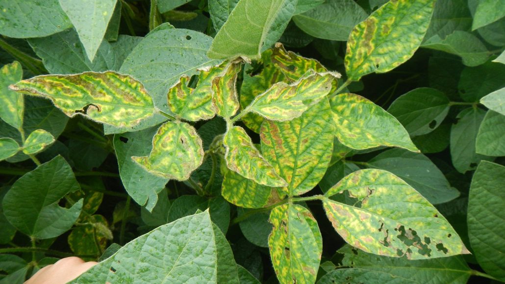 soybean plant leaves infected with Fusarium virguliforme fungus