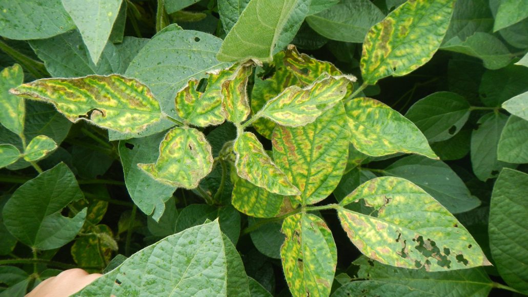 Nanoscale nutrients can protect plants from fungal diseases