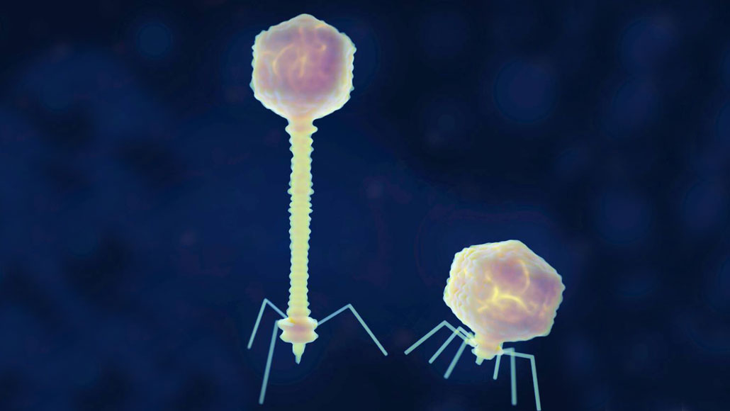 virussen van de families Siphoviridae (links) en Podoviridae (rechts)