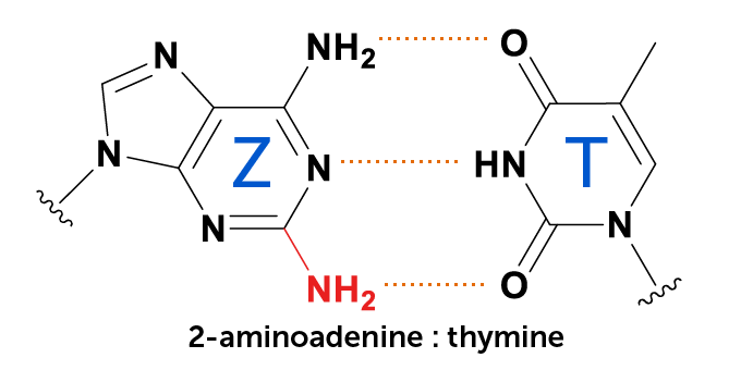 Diagram van DNA-base 2-aminoadenine binding aan thymine