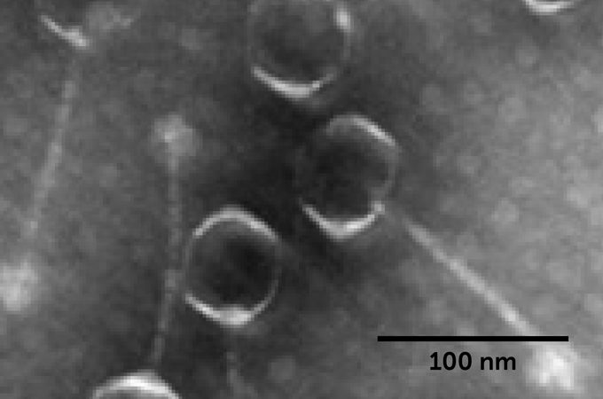 Bacteriophage SH-Ab 15497