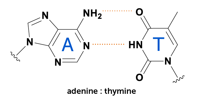 diagram van DNA-base adenine binding aan thymine