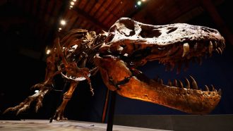 head of T. rex fossil