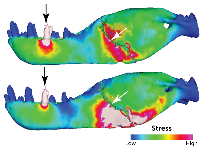 stress simulation of T. rex jaw