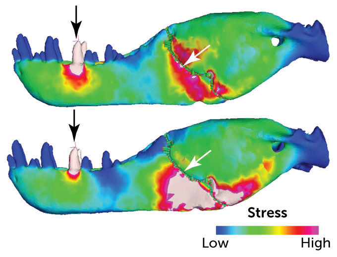 stress simulation of T. rex jaw