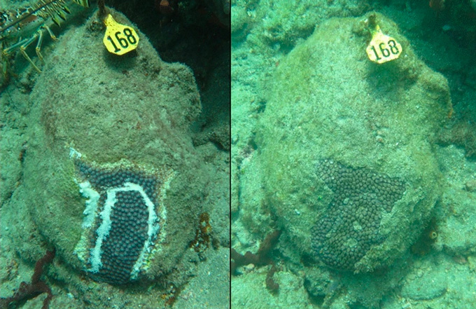 left: coral treated with antibacterial paste. right: same coral healed 11 months later