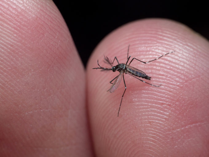 Aedes aegypti Mücke