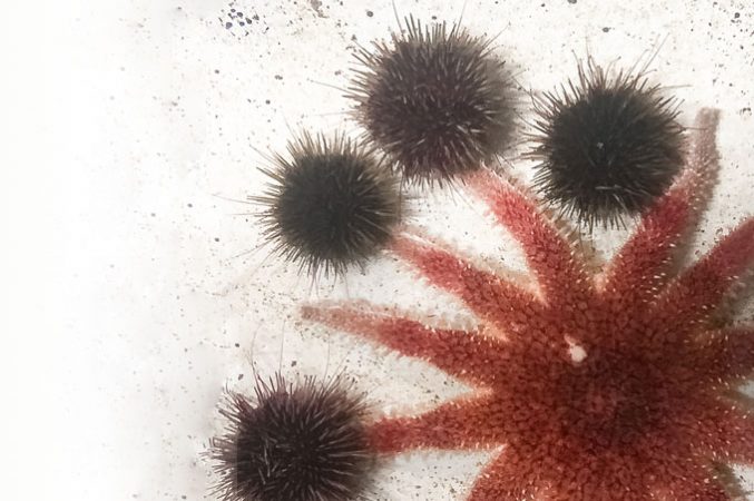 four sea urchins attached to arms of sea star