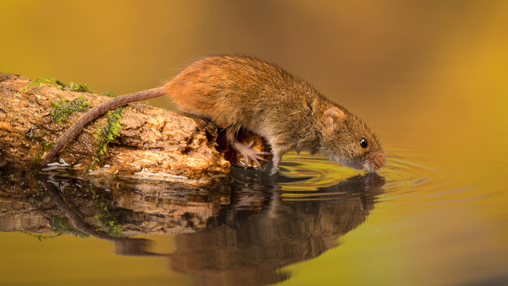 mouse drinking water