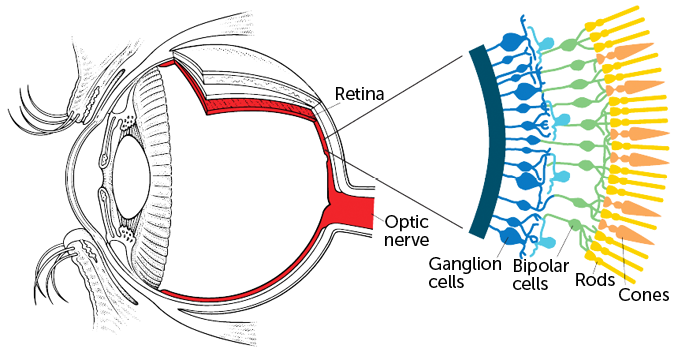 diagram of the eye, showing detail on the retina