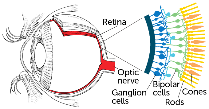 diagram of the eye, showing detail on the retina