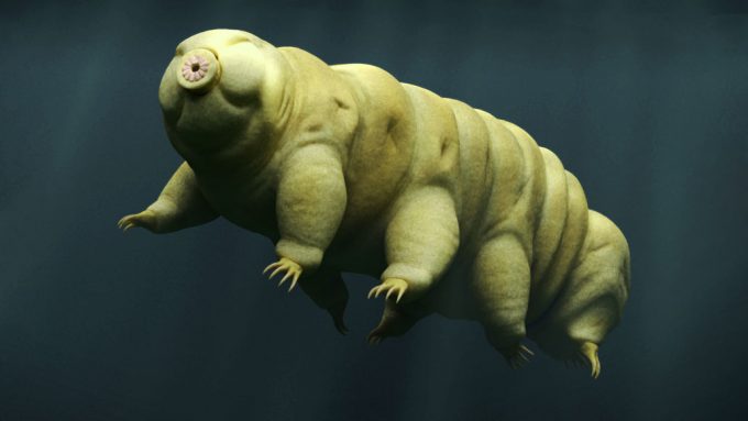 illustration of a tardigrade