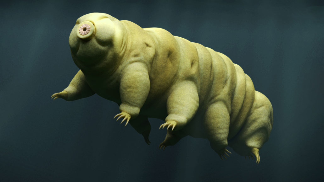 Even tardigrades can't always survive being shot out of a gun | Science News Even tardigrades can't always survive being shot out of a gun | Science News