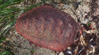 Cryptochiton stelleri on the seafloor