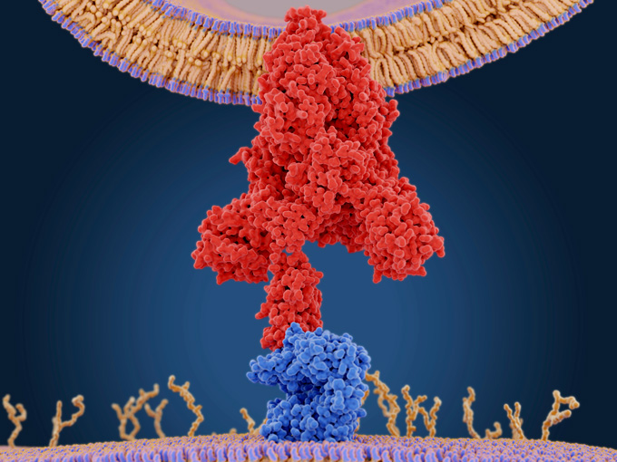 illustration of a spike protein on the surface of a virus