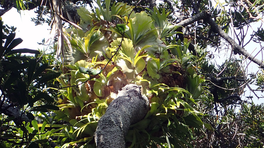 fern colony on a tree trunk