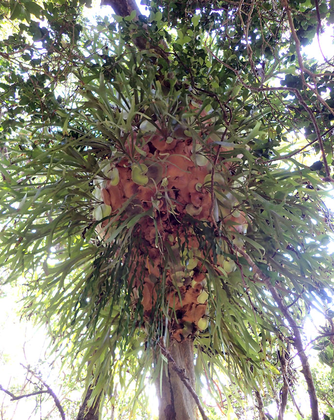 staghorn varen kolonie op een eiland ceder boom