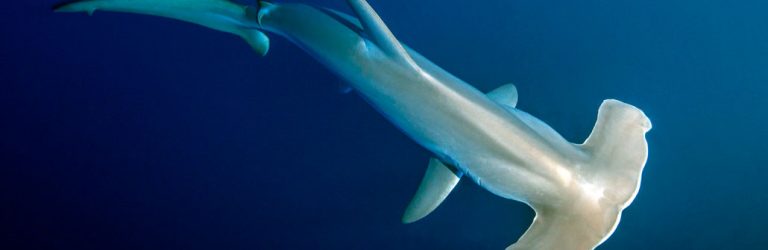 hammerhead shark swimming in the ocean