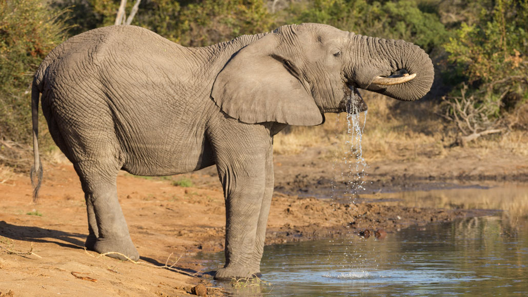 een olifant drinkt uit een meer