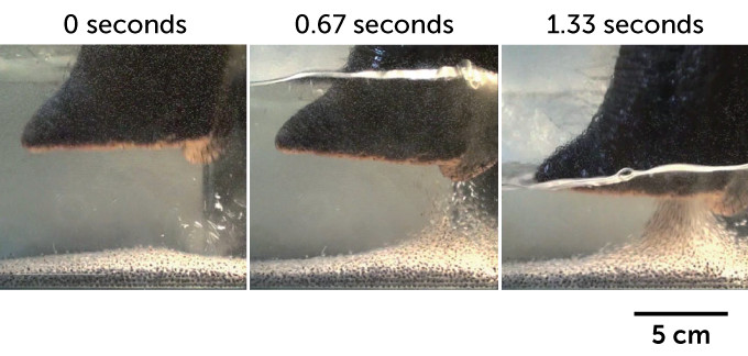 three-panel photo shows the tip of an elephant's trunk sniffing up chia seeds at 0 secons, 0.67 seconds and 1.33 seconds