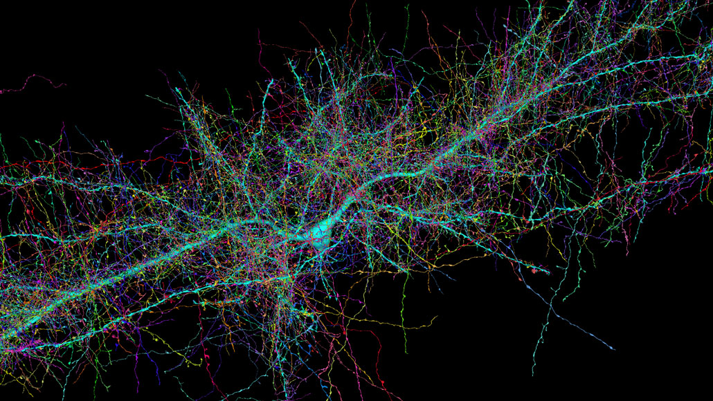 neurons in the brain wallpaper