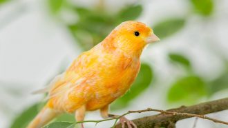 yellow canary bird sitting on a branch