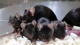 a group of mice that were exposed to space radiation