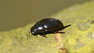 a water scavenger beetle