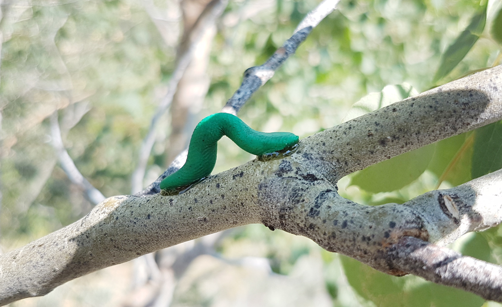 decoy caterpillar on a branch