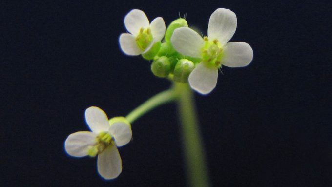 image of Arabidopsis thaliana plant