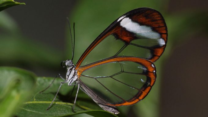 Glasswing butterfly