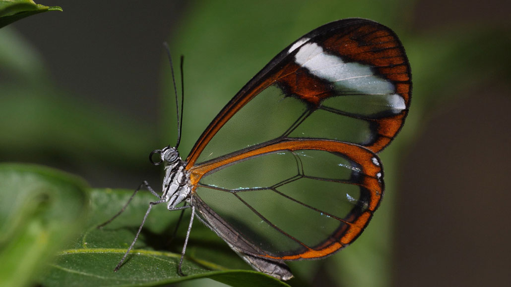 butterfly under microscope