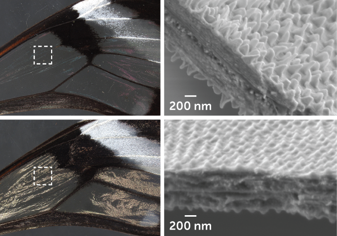 images of a glasswing butterfly's wing coated in wax and not coated in wax