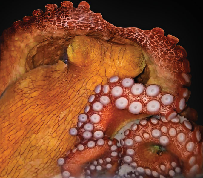 Sleeping octopus blushes deep red