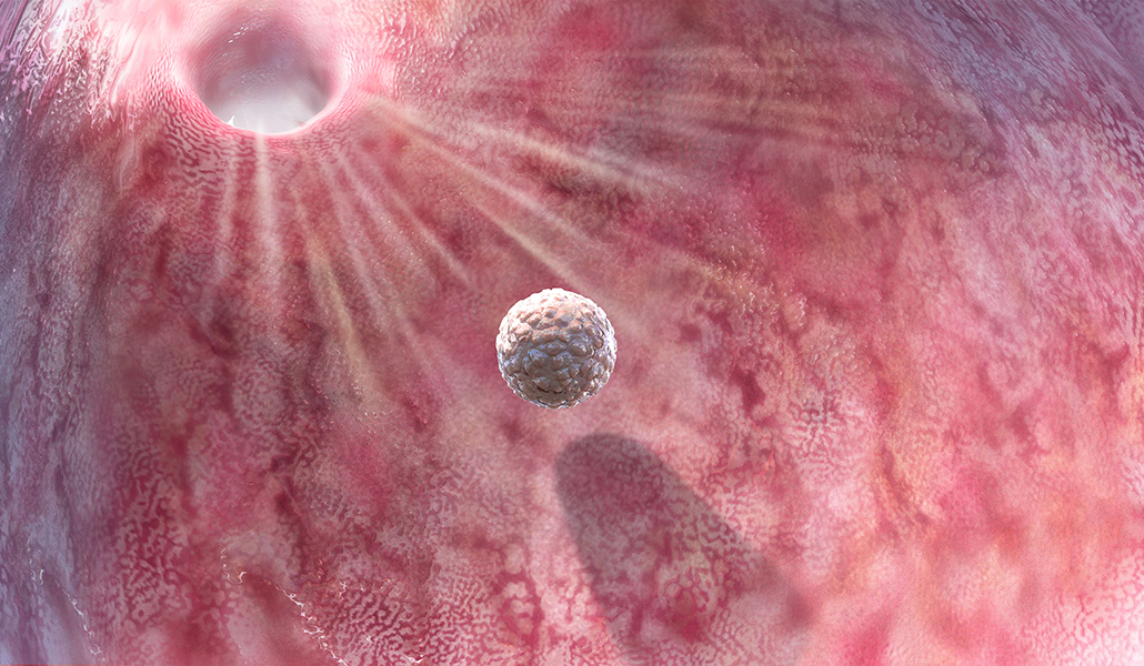 illustration of a blastocyst heading toward the uterus