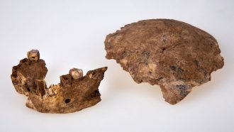 jaw and skull bones from the Nesher Ramla site on a white background