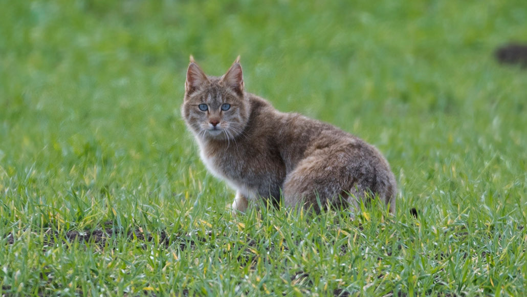 Chinese bergkat