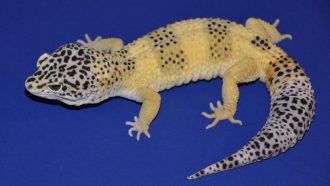 image of Mr. Frosty the gecko